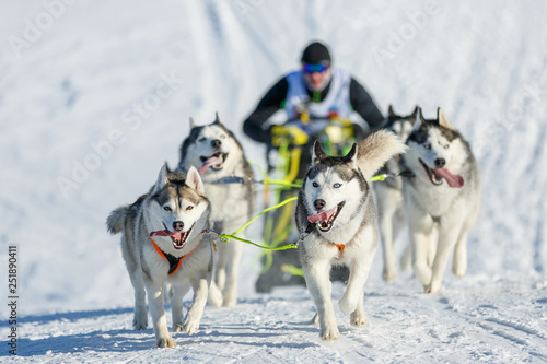 Musher hiding behind sleigh at sled dog winter race