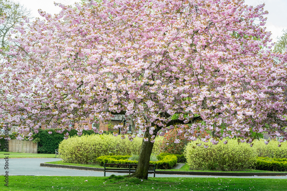 Pink Cherry Trees in Bloom in Park during Spring Pink Cherry Trees in Bloom in Park during Spring