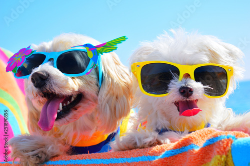 happy dogs with sunglasses