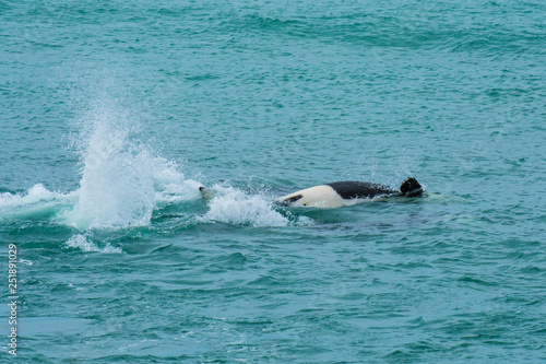 Orcas hunting sea lions  Patagonia   Argentina
