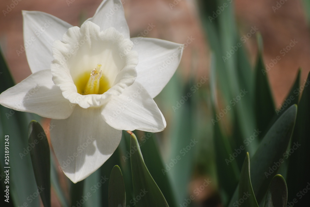 Obraz premium BP 0786