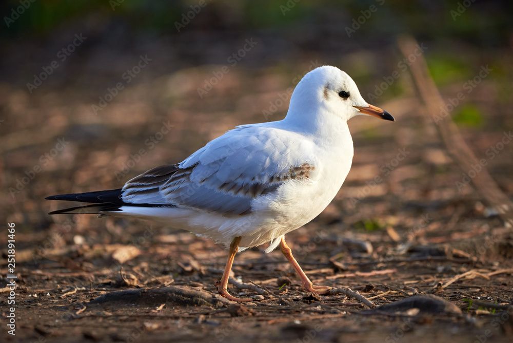 Black headed gull ( Larus ridibundus ) Closeup in winter plumage Black headed gull ( Larus ridibundus ) Closeup in winter plumage