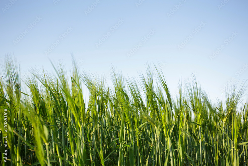 Field of young wheat a warm sunny day, a new crop