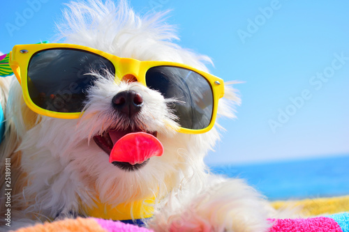 happy puppy with sunglasses photo