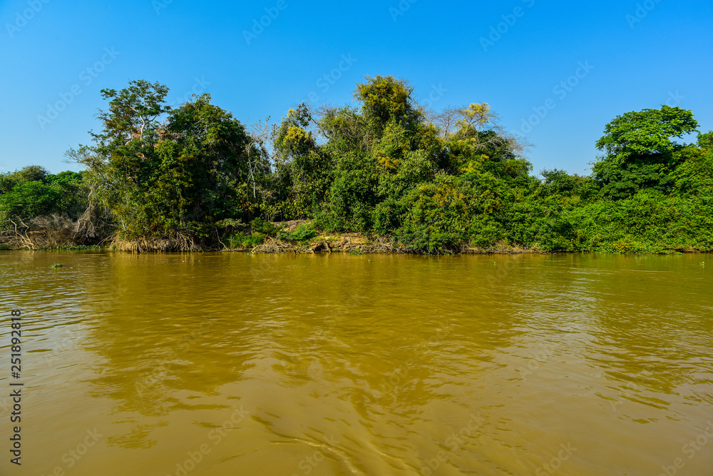 River landscape and jungle,Pantanal, Brazil River landscape and jungle,Pantanal, Brazil