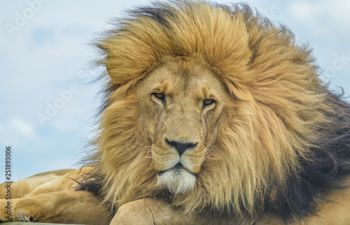 Fototapeta Naklejka Na Ścianę i Meble -  Closeup of a majestic young brown lion during a South African Safari