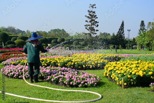 The gardener is watering the flowers at the park at Long 9 Park. Bangkok ThailandThe beautiful flower garden in Bangkok's big city park