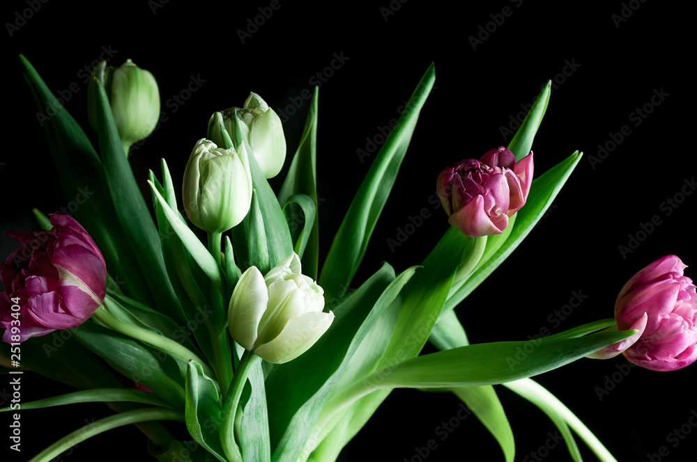 Closeup bouquet of beautiful pink and green tulip flowers iagainst black backdrop. Selective focus. Artistic low key lighting setup. Spring, holiday, date, event, exclusive concept, for card Closeup bouquet of beautiful pink and green tulip flowers iagainst black backdrop. Selective focus. Artistic low key lighting setup. Spring, holiday, date, event, exclusive concept, for card