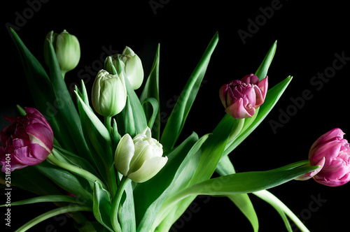 Closeup bouquet of beautiful pink and green tulip flowers iagainst black backdrop. Selective focus. Artistic low key lighting setup. Spring, holiday, date, event, exclusive concept, for card