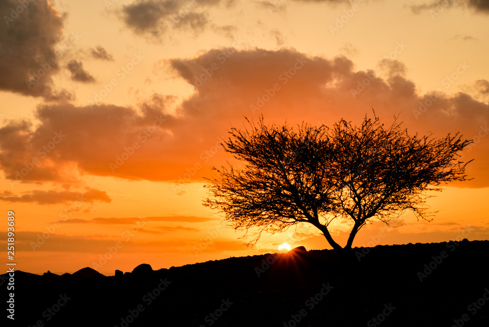木と夕日 木と夕日