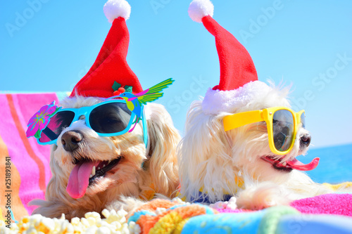 christmas dogs with sunglasses