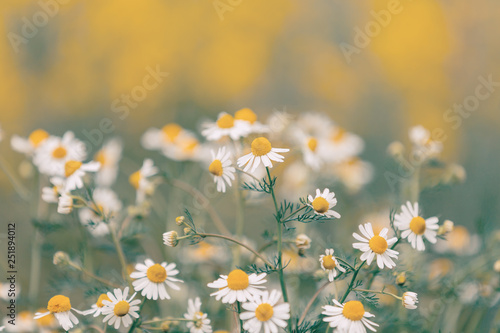 Beautiful chamomile field flowers. Nature summer scene with blooming medical chamomilles