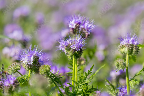 Phacelia tanacetifolia field  countryside scene. Phacelia is known by the common names lacy phacelia  blue tansy or purple tansy