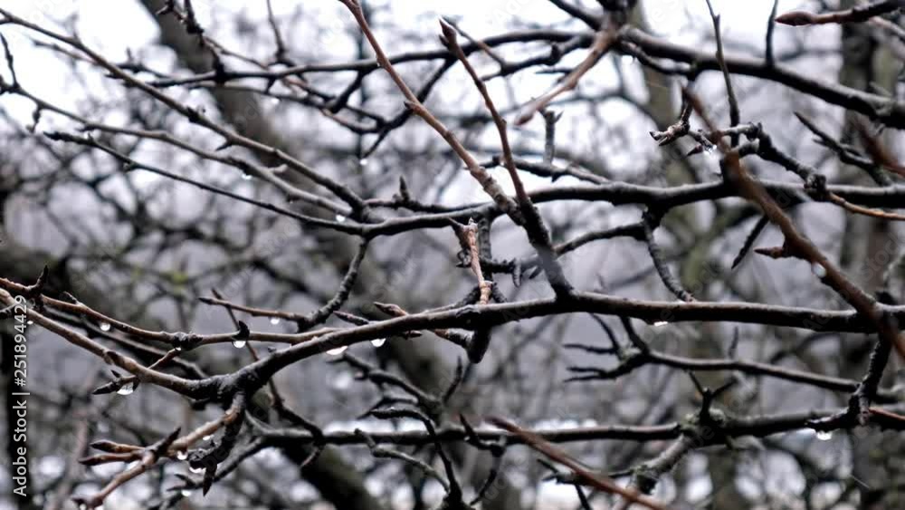 Rain drops on tree branches. Stormy weather 