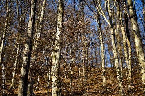 Deciduous grey trees on winter sunny day