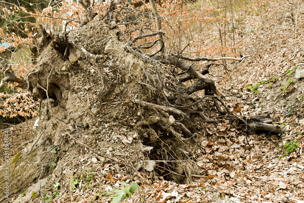 Broken root of dead fallen tree in the woods Broken root of dead fallen tree in the woods