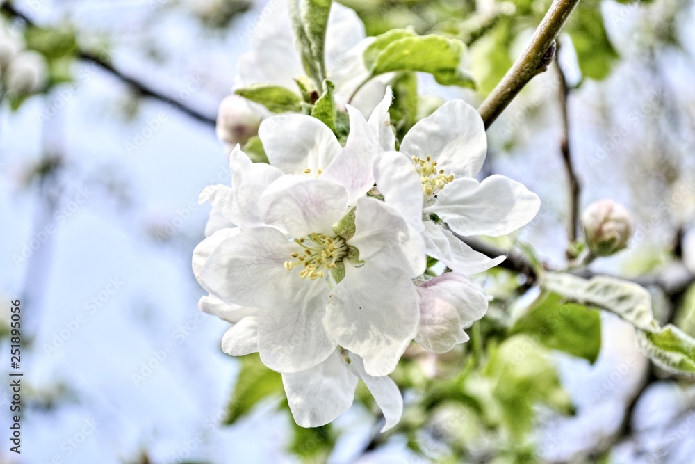 Sakura branch. Natural background. Natural landscape. Floral design. Nature floral background. Spring background. Natural color. Cherry blossom. Sakura branch. Natural background. Natural landscape. Floral design. Nature floral background. Spring background. Natural color. Cherry blossom.
