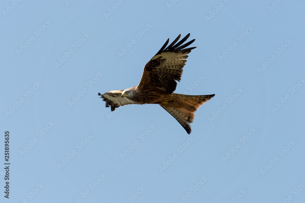 red kite in flight (milvus milvus) red kite in flight (milvus milvus)