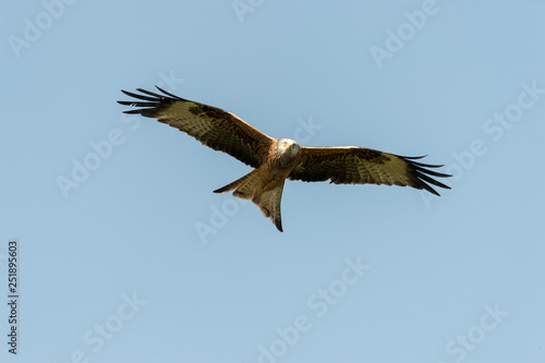 red kite in flight  milvus milvus 