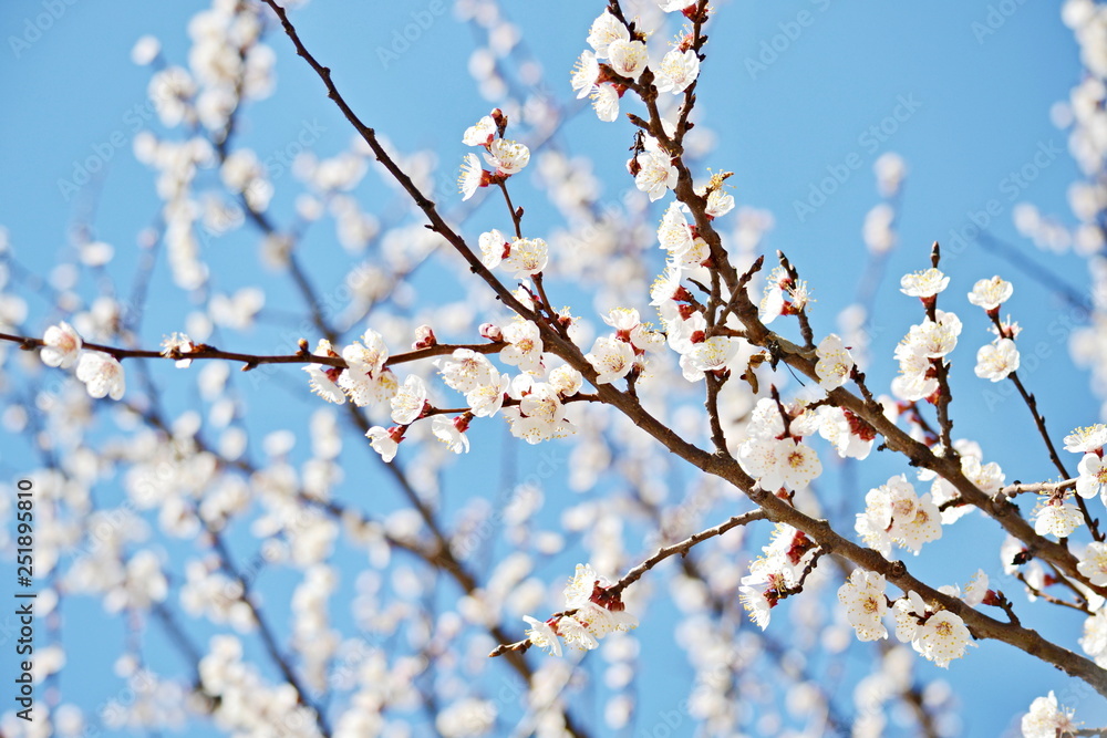 Flowering branch sakura spring. Spring pink flowers. Floral card nature. Blossom flowers. Natural landscape. Nature love. Cherry isolated. Sunny day. Natural color. Floral pattern Flowering branch sakura spring. Spring pink flowers. Floral card nature. Blossom flowers. Natural landscape. Nature love. Cherry isolated. Sunny day. Natural color. Floral pattern