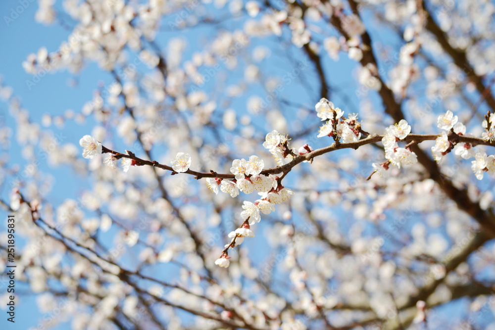 Flowering branch sakura spring. Spring pink flowers. Floral card nature. Blossom flowers. Natural landscape. Nature love. Cherry isolated. Sunny day. Natural color. Floral pattern Flowering branch sakura spring. Spring pink flowers. Floral card nature. Blossom flowers. Natural landscape. Nature love. Cherry isolated. Sunny day. Natural color. Floral pattern