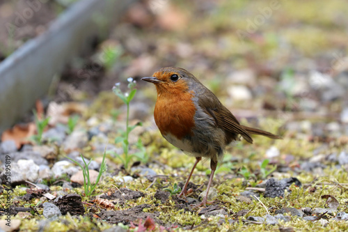 european robin bird at municipal cemetery in Amsterdam, The Netherlands