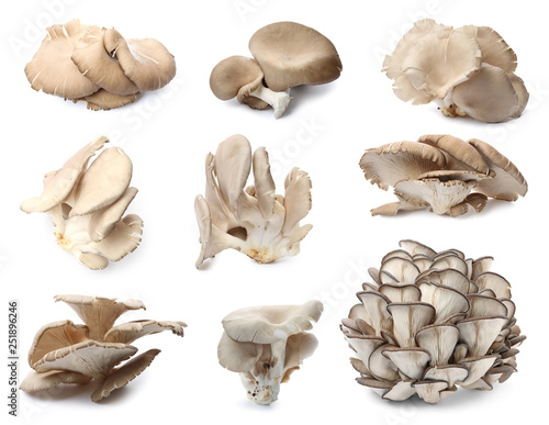 Set of delicious oyster mushrooms on white background