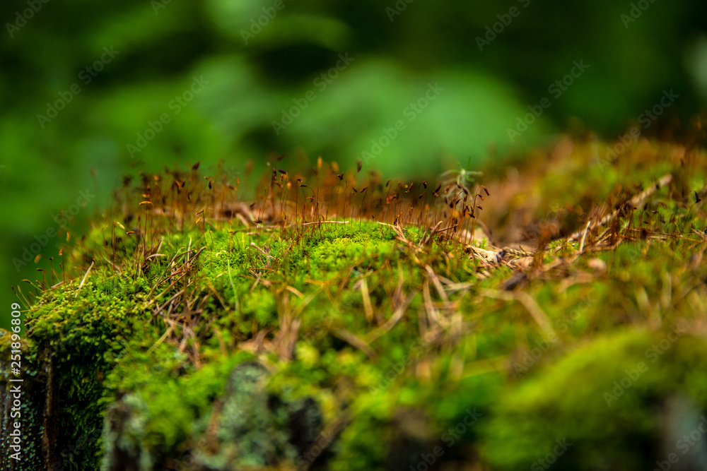 green moss on a tree green moss on a tree