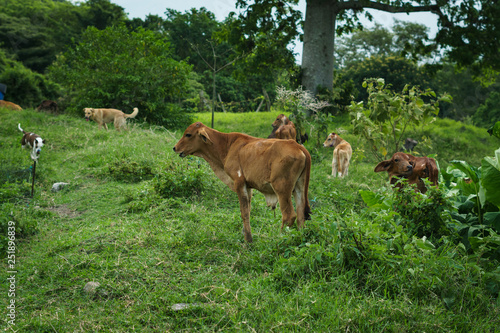 Veal ins a big farm