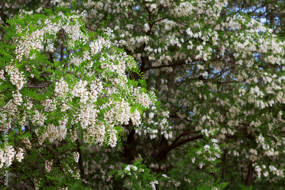 Obraz premium blooming acacia in spring