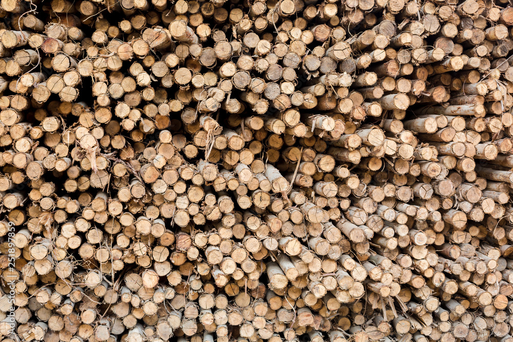 Eucalyptus logs are used in the construction industry, raw material for industrial of construction, woodpile texture background Eucalyptus logs are used in the construction industry, raw material for industrial of construction, woodpile texture background
