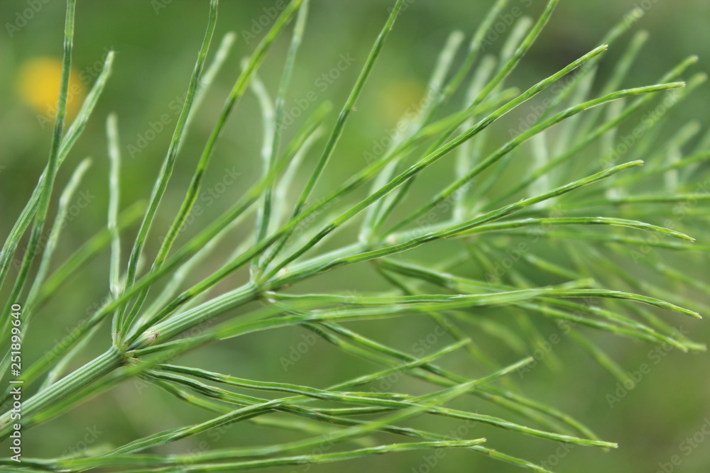 Horsetail at close magnification. Small trunk and narrow green needles. Natural eco green background Horsetail at close magnification. Small trunk and narrow green needles. Natural eco green background