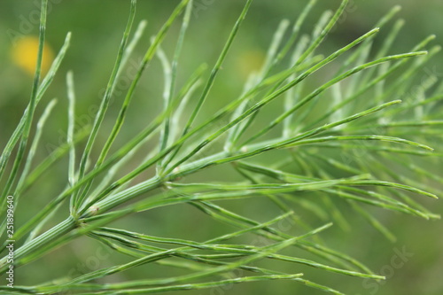 Horsetail at close magnification. Small trunk and narrow green needles. Natural eco green background