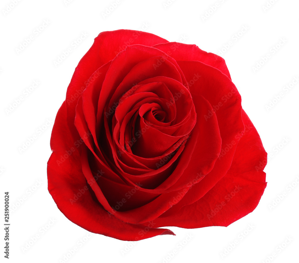 Beautiful red rose on white background, top view. Perfect gift Beautiful red rose on white background, top view. Perfect gift