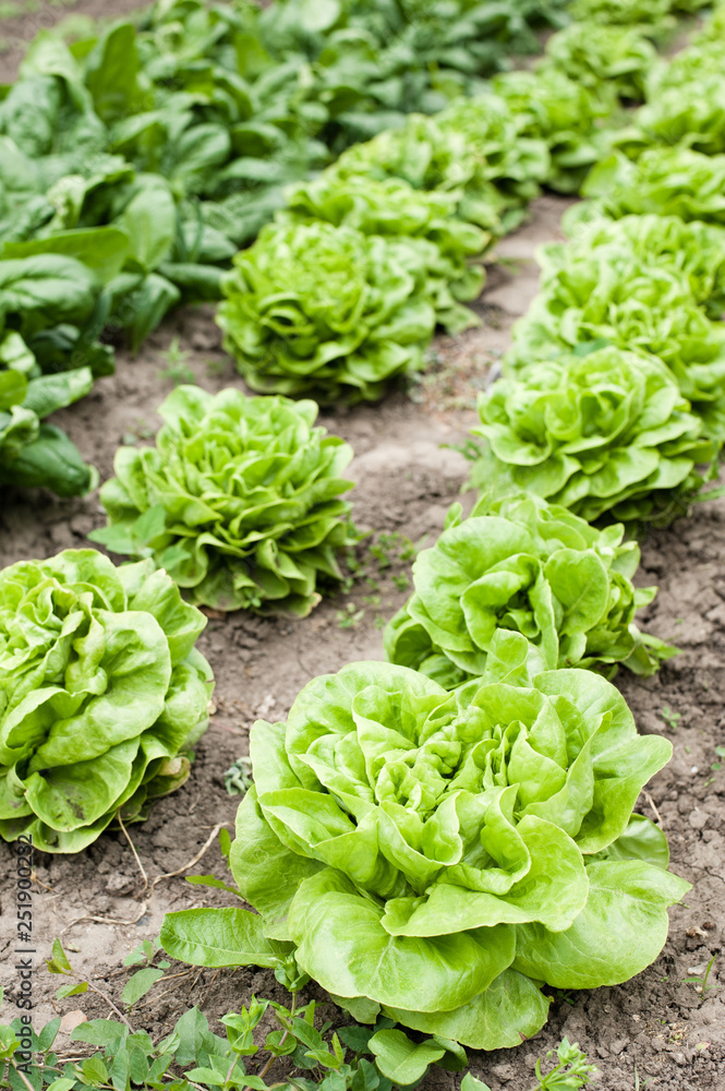 Organic lettuce growing in the garden Organic lettuce growing in the garden