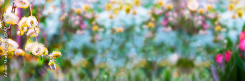 Spring background with branch of willow with yellow buds on the background of defocused bright blooming garden. Copy space for text or design. Long Horizontal banner. Background for Yew Sunday. © Татьяна Андрианова
