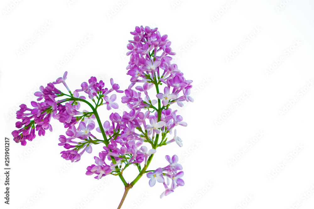 spring flowers lilac