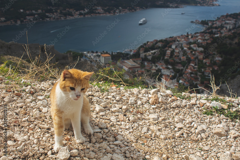 Fototapeta premium Cat sailor on the background of the bay