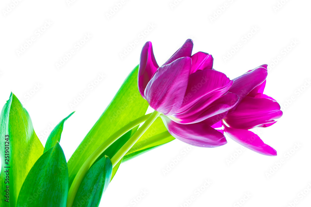 spring flowers tulips spring flowers tulips