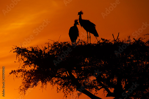 Crested Cranses in Acacia