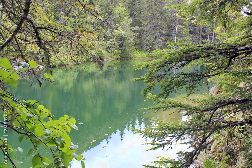 Fototapeta premium A Lake in Alaskan Rainforest