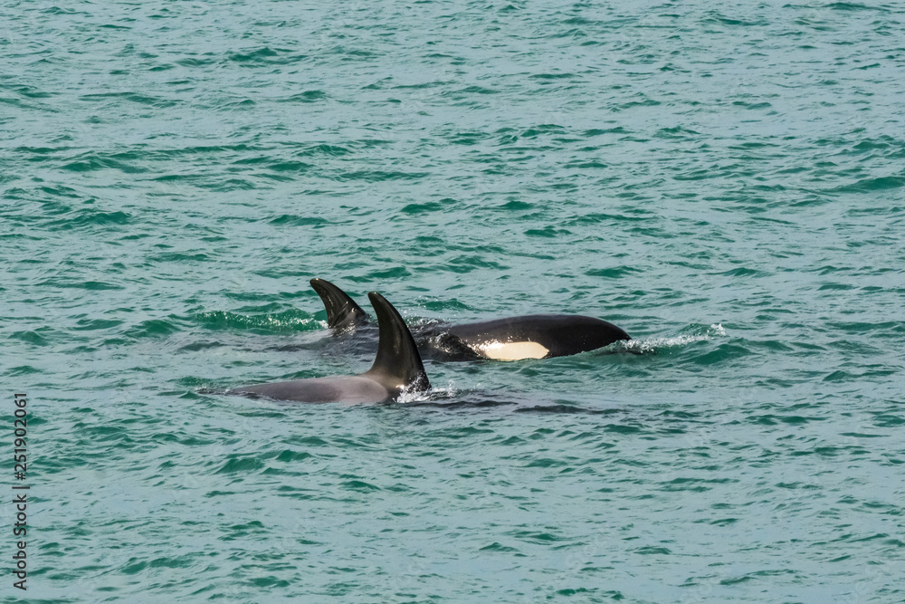 Fototapeta premium Orcas hunting sea lions, Patagonia , Argentina