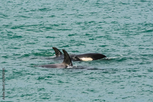 Orcas hunting sea lions  Patagonia   Argentina