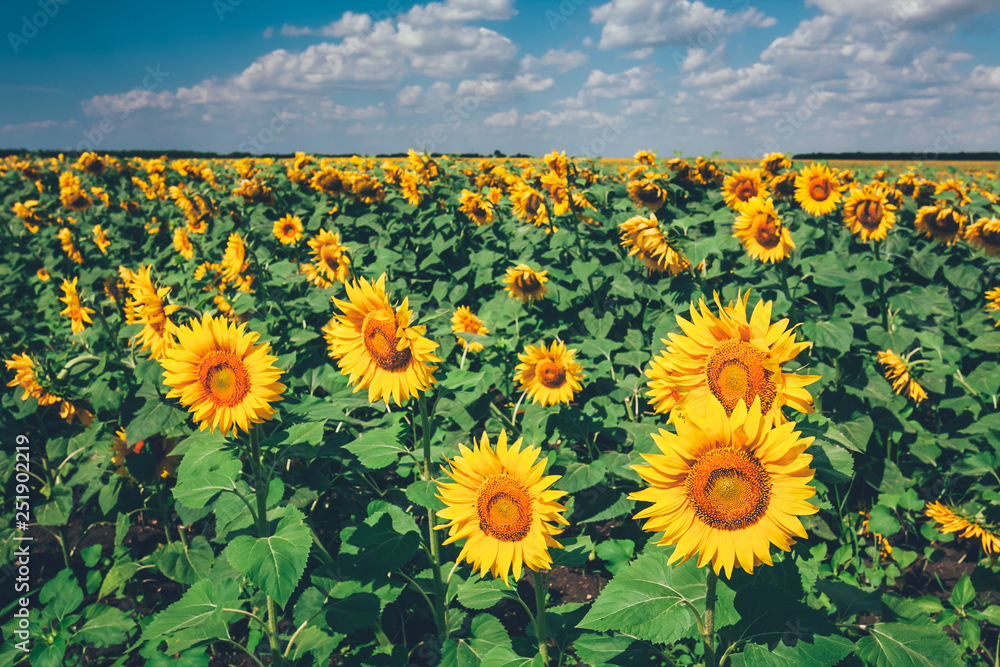 Fototapeta premium field full of sunflowers at sunny day