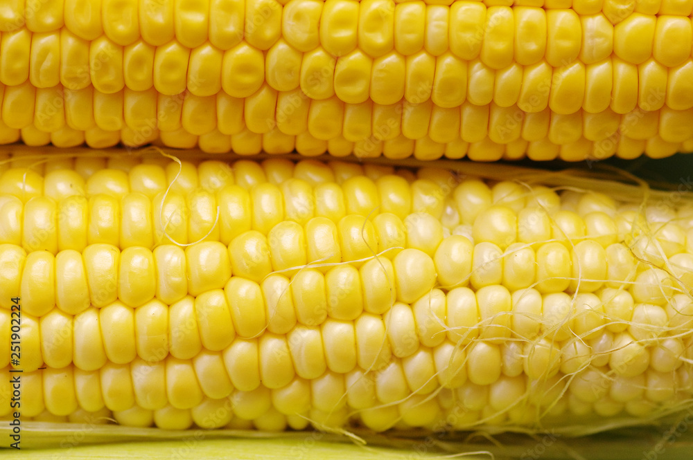 Fresh organic corn on the cob macro view Fresh organic corn on the cob macro view