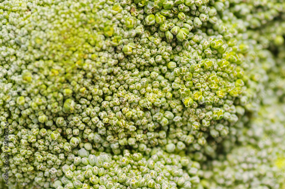 Texture of broccoli close up for background Texture of broccoli close up for background