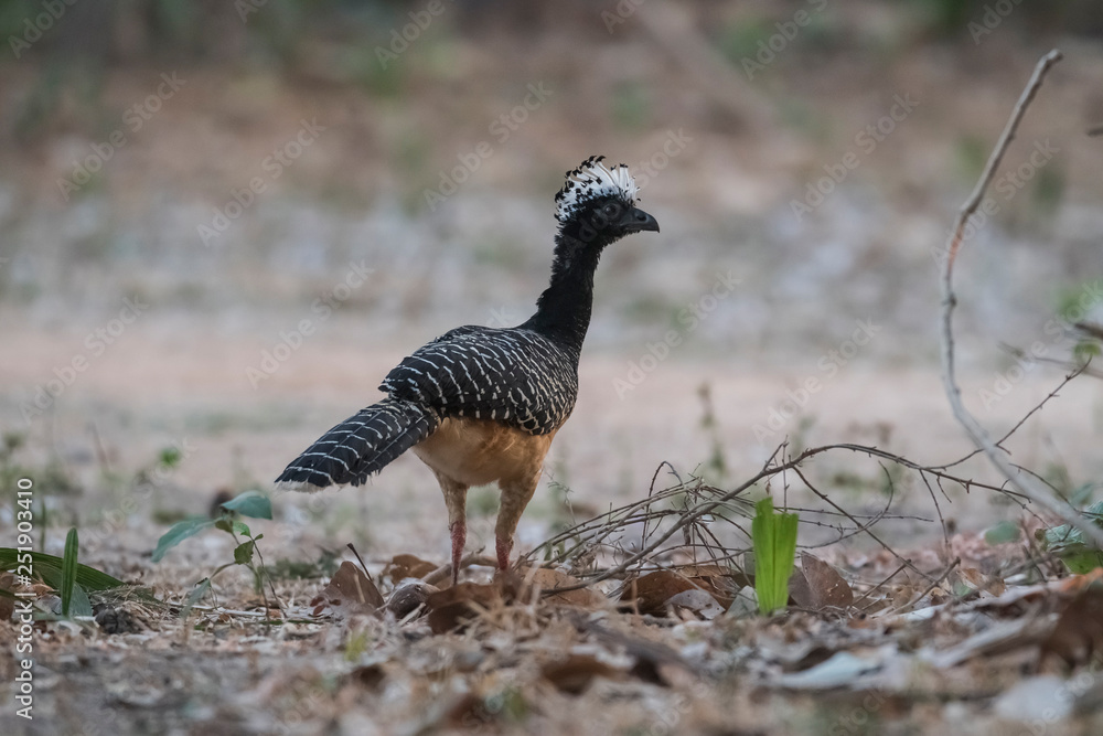 Bare faced Curassow, in a jungle environment, Pantanal Brazil Bare faced Curassow, in a jungle environment, Pantanal Brazil
