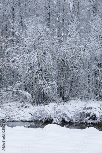 Winter landscape with trees, snow and river, vertical