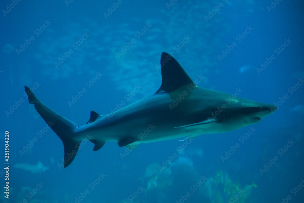 Sandbar shark (Carcharhinus plumbeus)