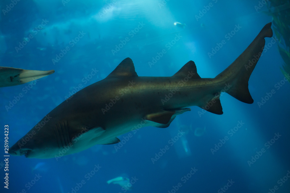 Sand tiger shark (Carcharias taurus)